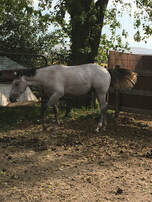 Rusty-Grey Quarter Horse